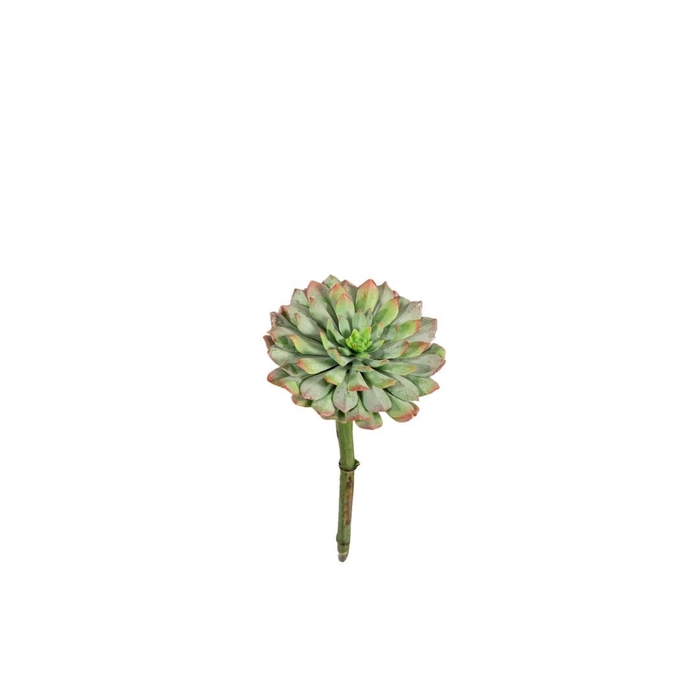 <h4>Kunstplanten Succulent 20cm</h4>
