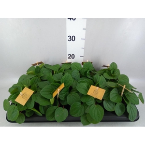 Peperomia albov. 'Rana Verde'