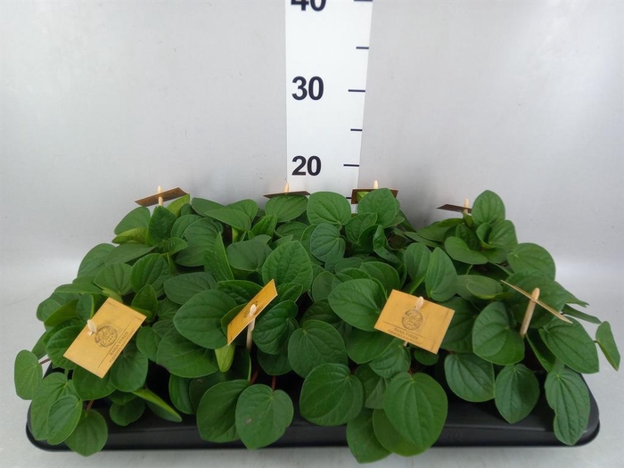 <h4>Peperomia albov. 'Rana Verde'</h4>