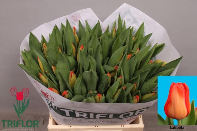 <h4>TU EN LALIBELA</h4>