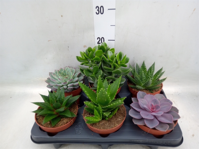 <h4>Succulents   ...mix 6</h4>