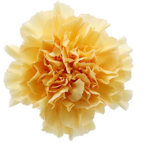 <h4>Dianthus St Crimea</h4>