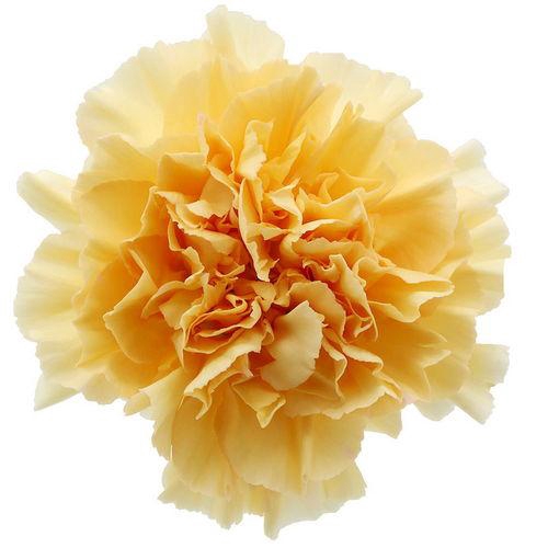 <h4>Dianthus St Crimea</h4>