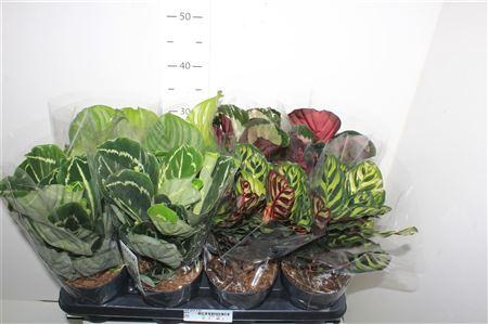 <h4>Calat Gem 4 Srt</h4>