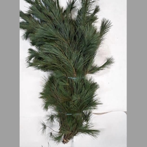 PINUS STROBUS BS
