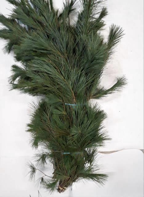 <h4>PINUS STROBUS BS</h4>