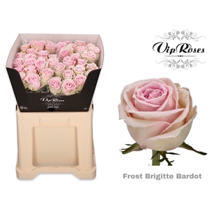 R Gr Vip Frost Brigitte Bardot