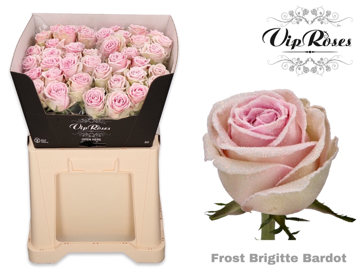 <h4>R Gr Frost Brigitte Bardot</h4>