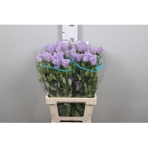 Camp M Champion Lavender