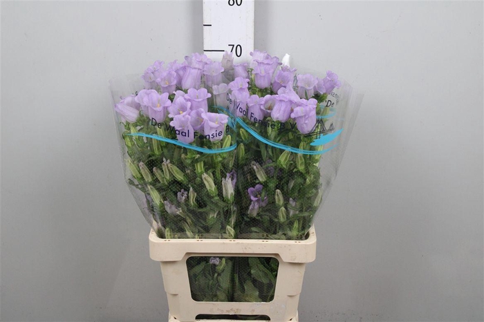 <h4>Camp M Champion Lavender</h4>