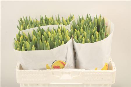 <h4>Tu En Strong Gold</h4>