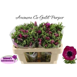 Anem Co Galil Purper