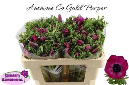 <h4>Anem Co Galil Purper</h4>