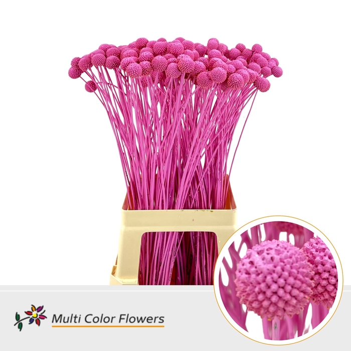 Craspedia Rose Nieuw