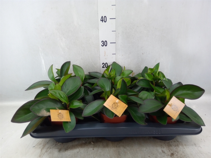 <h4>Peperomia clusiifolia 'Red Margin'</h4>