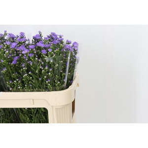 ASTER CASSANDRA 30GR