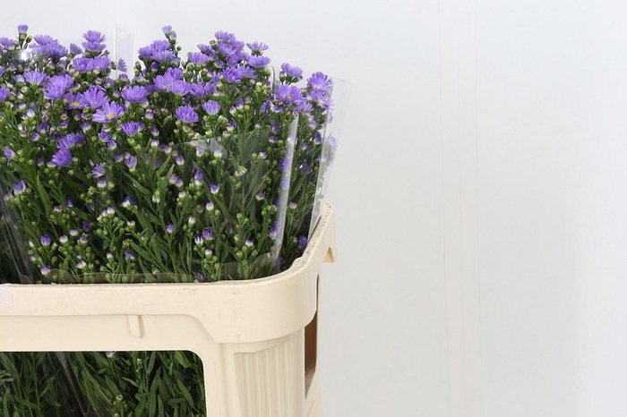 <h4>ASTER CASSANDRA 30GR</h4>