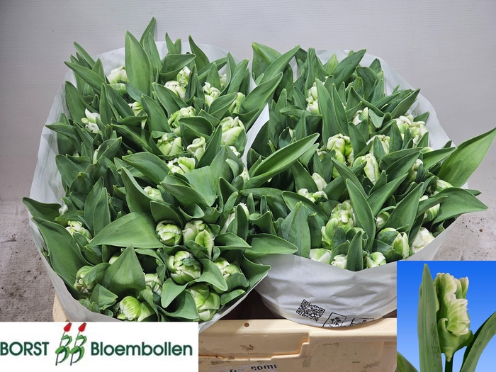 <h4>TU PA SUPER PARROT</h4>