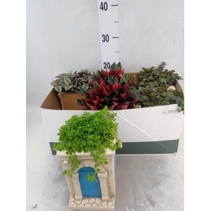 Arr.   Kamerplant Groen L%