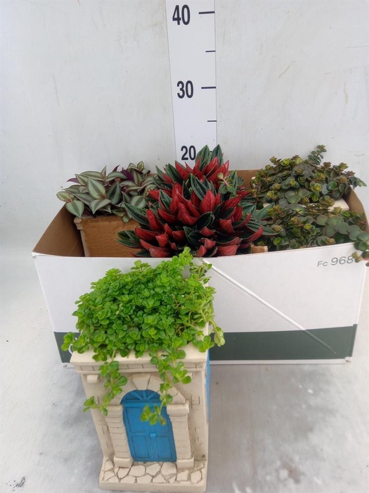 Arr.   Kamerplant Groen L%