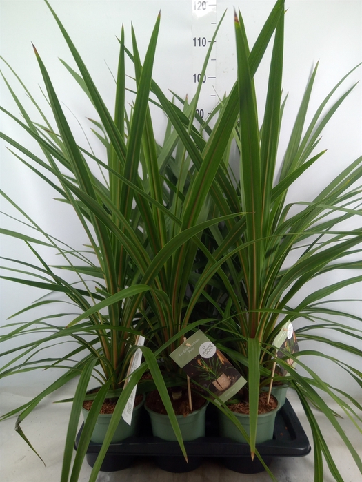 <h4>Cordyline indivisa 'Peko'</h4>