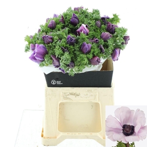 ANEM CO MIS + RARITY