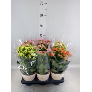 Kalanchoe   ...