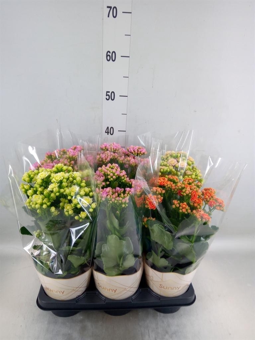 <h4>Kalanchoe   ...</h4>