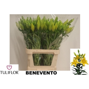 Li La Benevento
