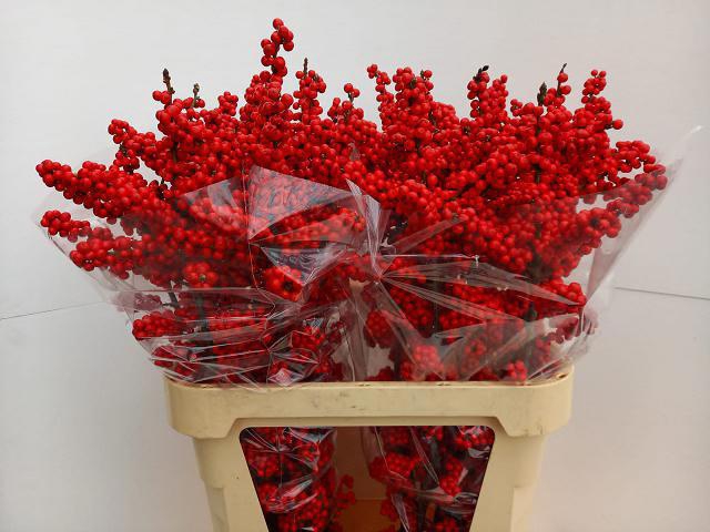 <h4>ILEX BES BRIT BUYS</h4>