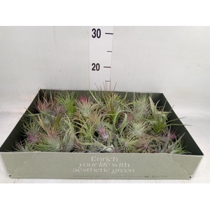 Tillandsia