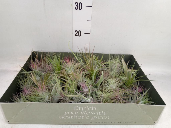 <h4>Tillandsia</h4>