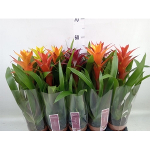 Guzmania   ...mix