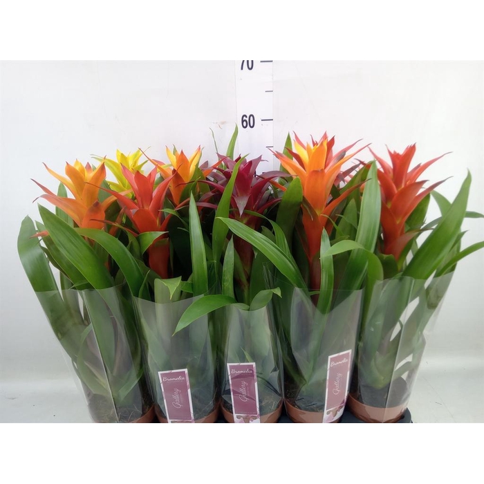<h4>Guzmania   ...mix</h4>