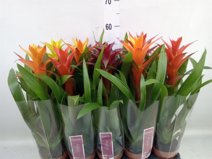 <h4>Guzmania   ...mix</h4>
