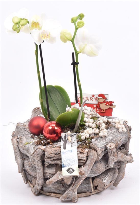 <h4>Natuur druivenhout 24cm</h4>