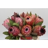 Protea Barbigera Air