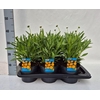 Coreopsis grandiflora Early Sunris