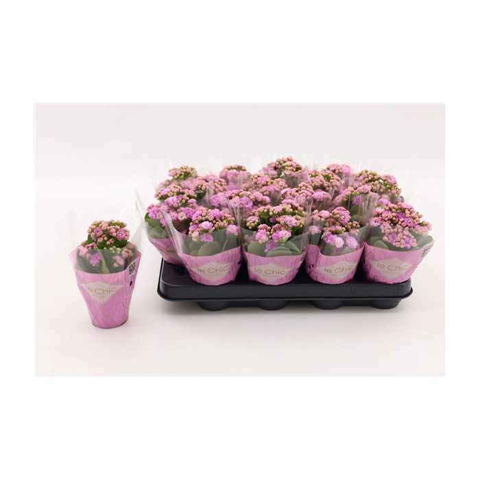 <h4>Kalanchoe Double, Le Chic Pink</h4>