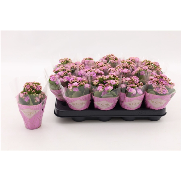 <h4>Kalanchoe Double, Le Chic Pink</h4>