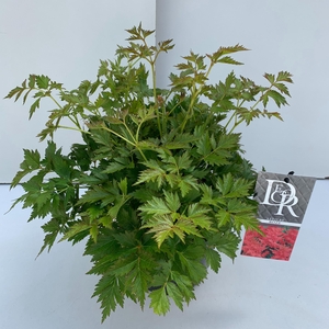 Astilbe roze in tray