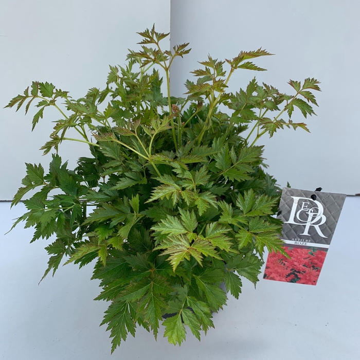 <h4>Astilbe roze</h4>