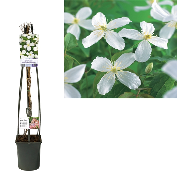 <h4>Clematis montana 'Grandiflora' +light label</h4>