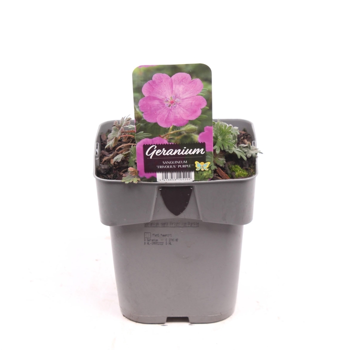 <h4>Geranium sanguineum 'Frivolius Purple'</h4>