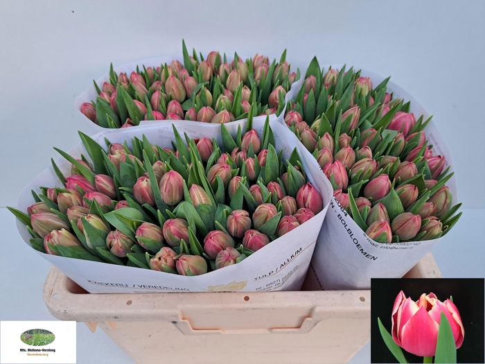 <h4>TU DU COLUMBUS</h4>