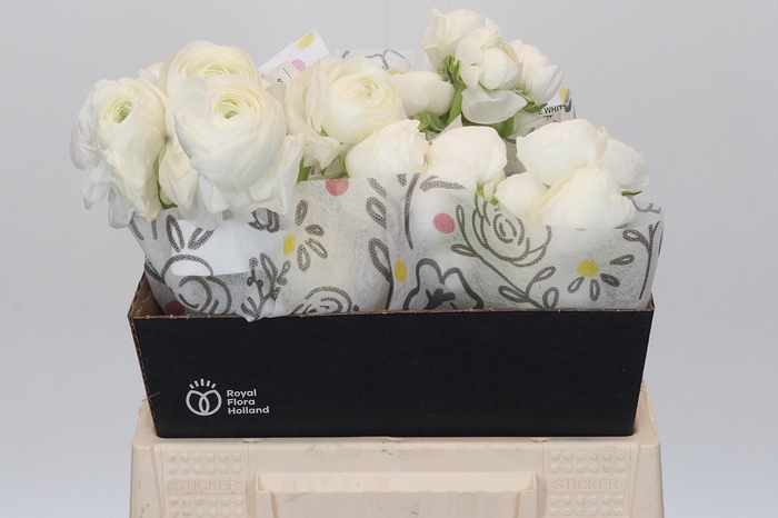 <h4>Ranunculus Elegance White</h4>