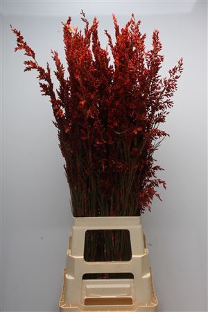 <h4>Kaaps Bell Reed Red</h4>