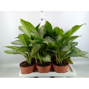 Aglaonema  'Silver Bay'