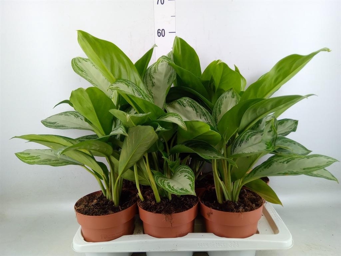 <h4>Aglaonema  'Silver Bay'</h4>