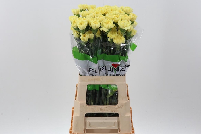 <h4>Di St Hermes Yellow</h4>